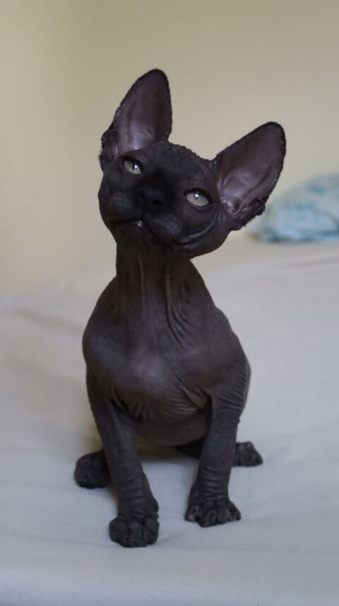 Chatons sphynx LOOF 1300 09500 Lagarde