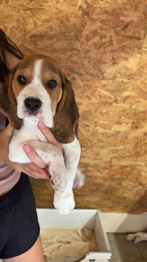 Chiots Beagle M&acirc;les 0 31370 Rieumes