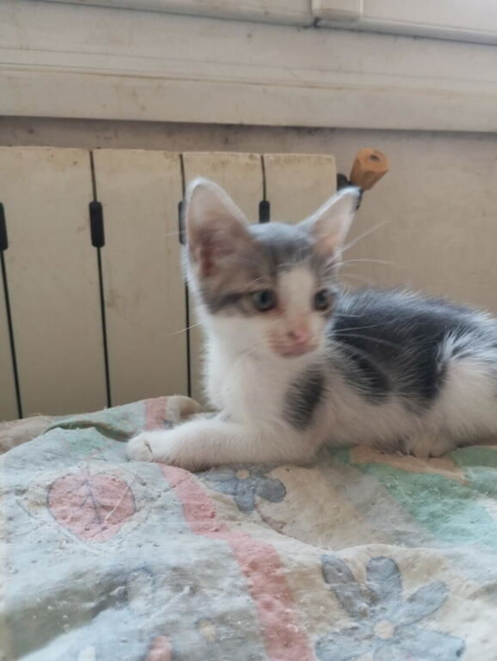   Famille d'Accueil chaton sur Marseille 