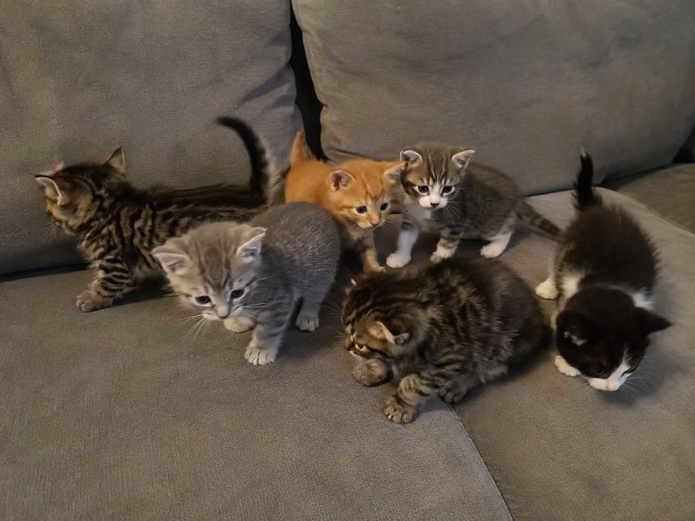   DON CHATONS 