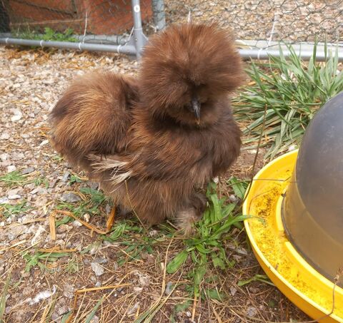 ?ufs feconds de soie silkie 71360 pinac