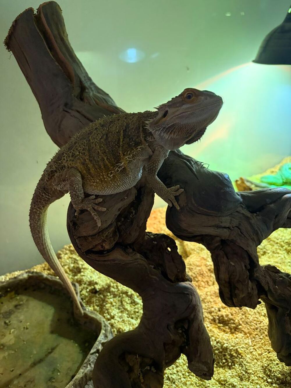   POGONA + Terrarium  
