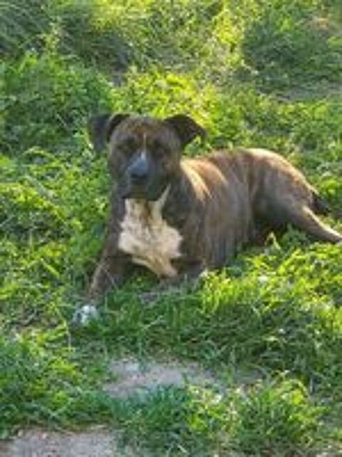   Chien >LEIKA à l adoption 
