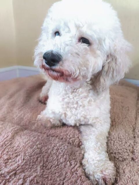 A L'ADOPTION ROMAN 0 75018 Paris