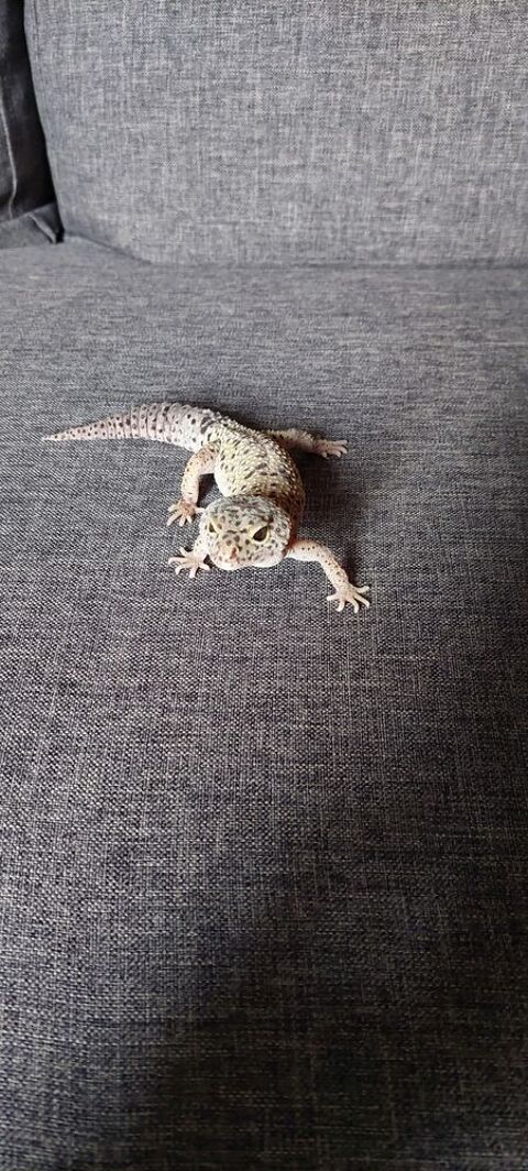Gecko léopard 80 74300 Cluses