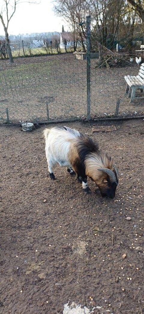 Bouc nain 50 02100 Saint-quentin