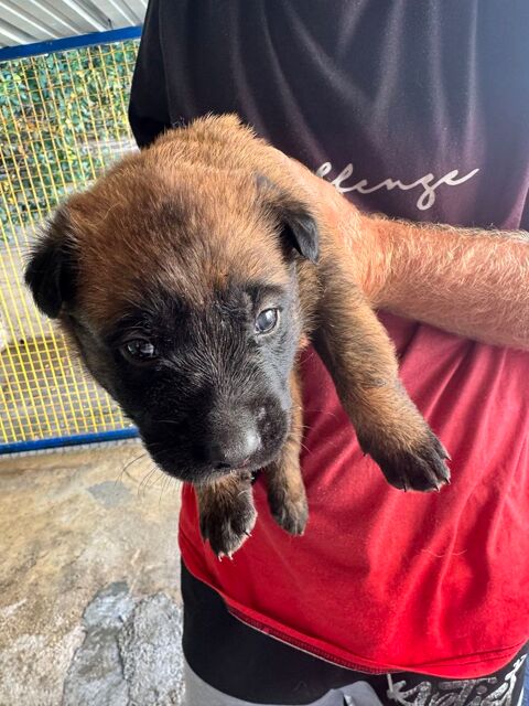 Chiot berger belge malinois 500 17490 Neuvicq-le-château