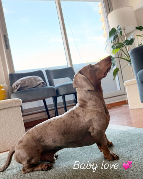 saillies teckel poil ras arlequin 350 77169 Saint-germain-sous-doue