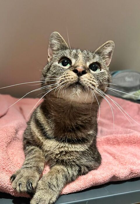 Arielle, Chatte tigre de 3 ans 62149 Annequin