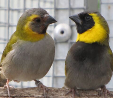 Couple chanteur de cuba non consanguin 90 17000 La rochelle