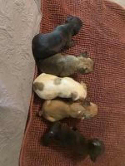   A réserve chiots bouledogue français disponible le 20.07  