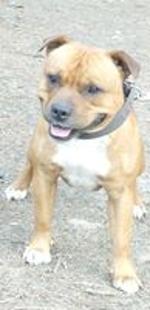   chiots staffies ,origines itcheboren , sérious-staff 