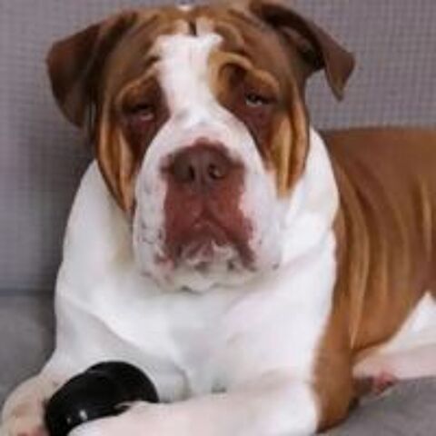   Paco, old english bulldog de 5 ans  l'adoption  