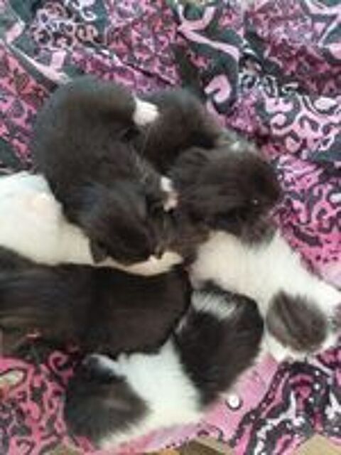   Chatons angoras turc/ norvégien  