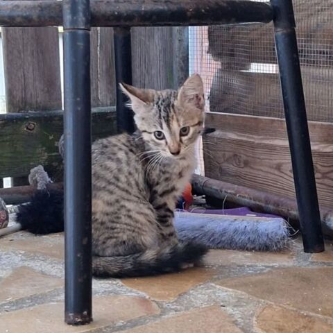 ✨️ LOUANA ✨️ 🐱 190 77400 Lagny-sur-marne