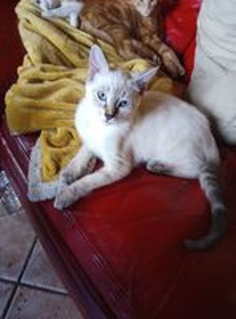   don chatons 