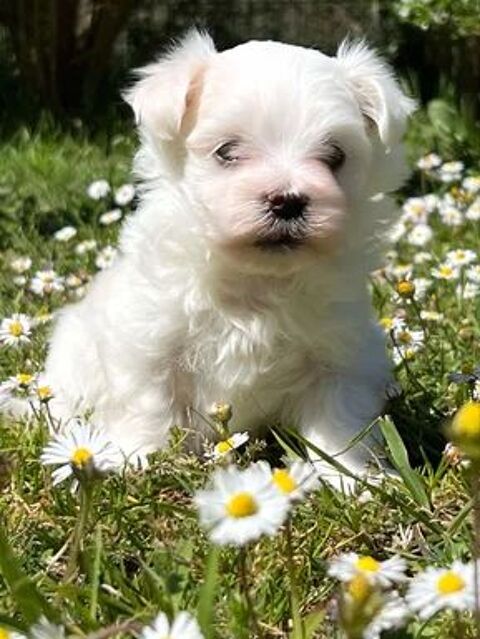 Chiot bichon Maltais LOF 1600 40000 Mont-de-marsan