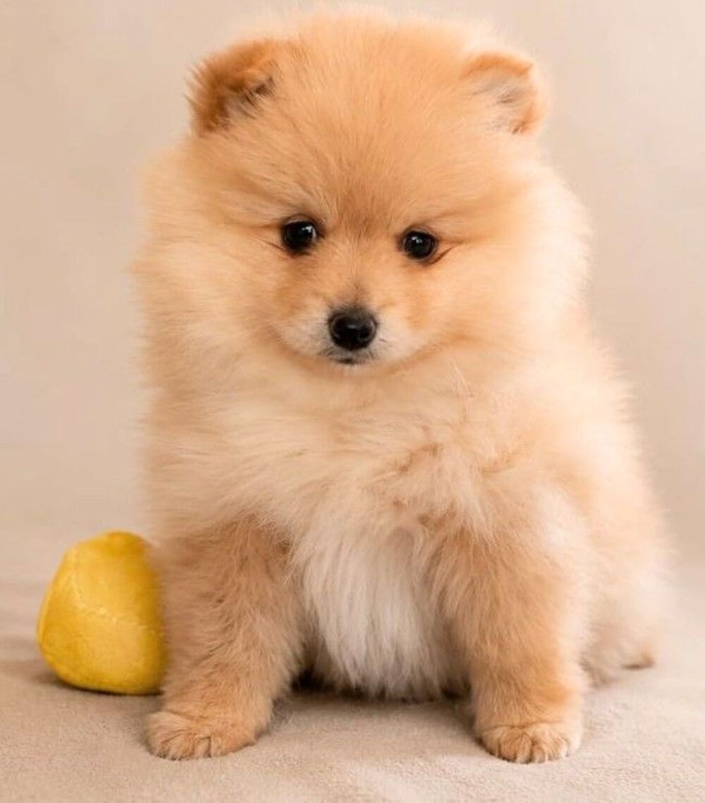   SPITZ males et femelles 