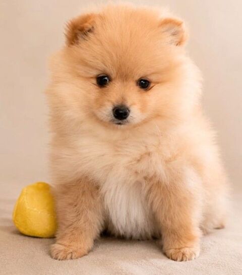 SPITZ males et femelles 1500 83330 Le beausset