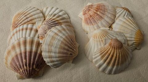 12 Coquilles St-Jacques VIDES � garnir 18 Nantes (44)