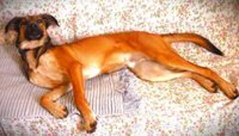   Donne chien 