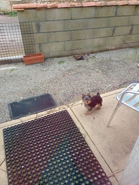 york 900 16230 Sainte-colombe