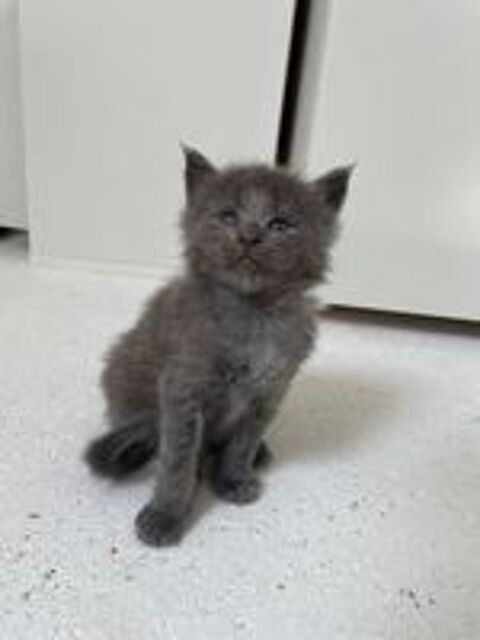   Magnifique chaton main coon loof  