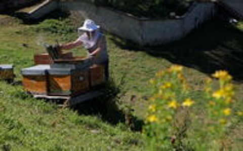   Ruches peuplées  