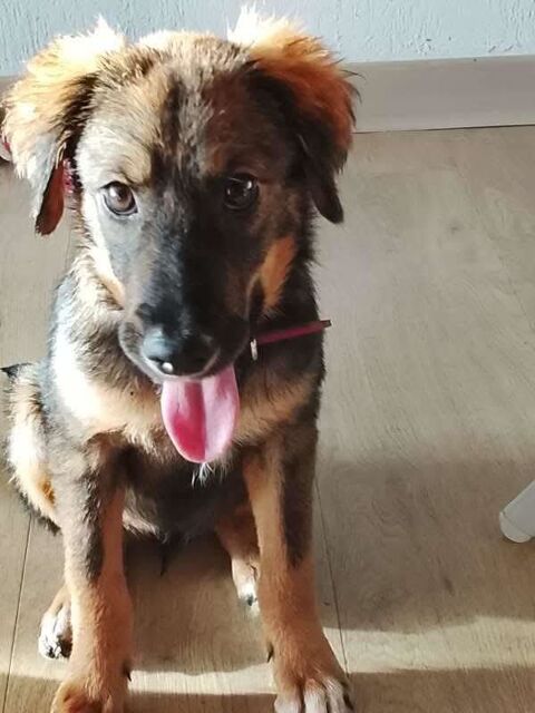 Azzura, femelle X berger née le 04/09/2025 300 50000 Baudre