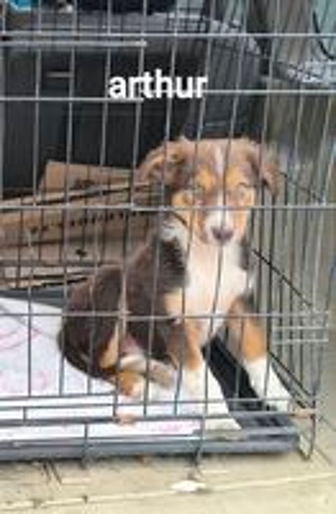   Chiots border collie 