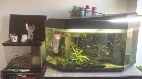 Aquarium complet 100 59166 Bousbecque