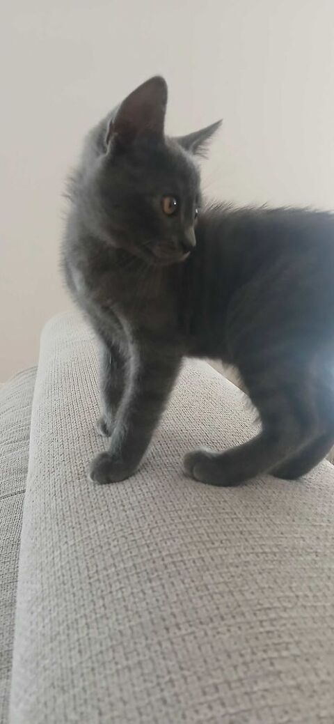 Don chaton Male 0 44190 Clisson