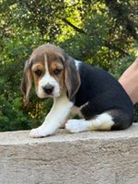   Chiots beagle lof à réserver  