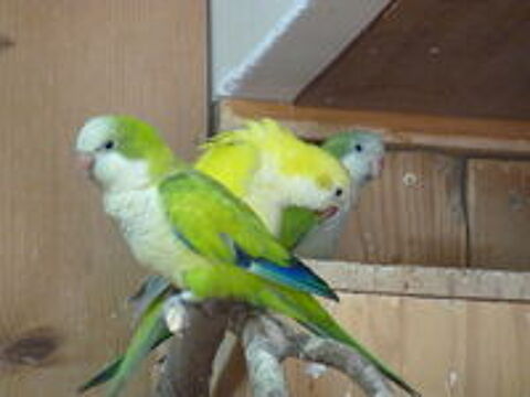   conures veuves / perruches souris / perruche moine / quakers 