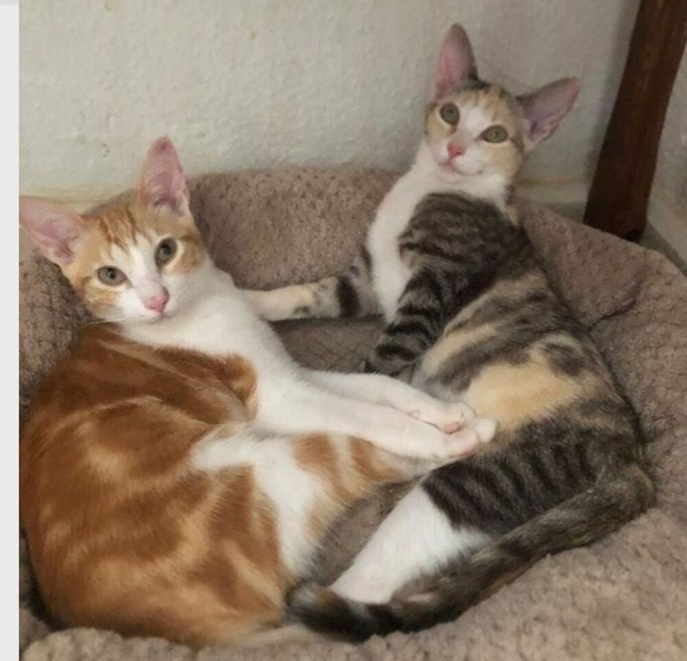   TOKIO & BAMBU 