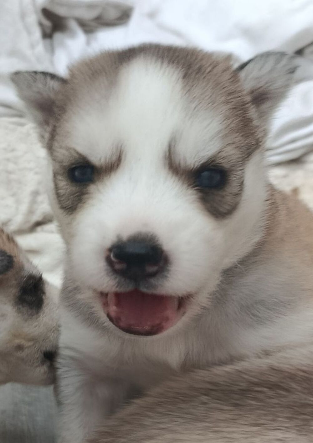   A réserver Husky sibérien pure race  