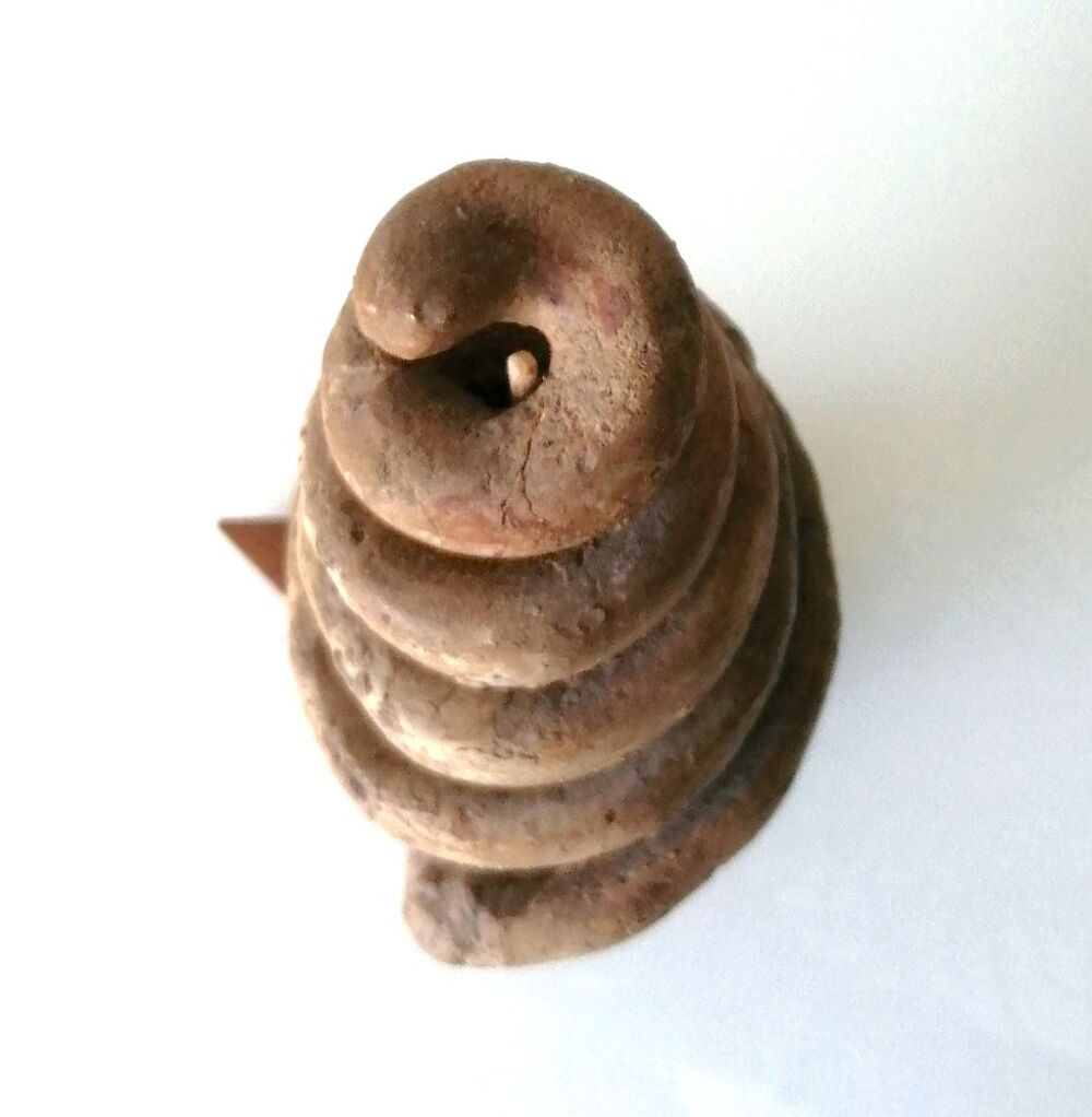 C&eacute;rithe g&eacute;ante, fossile d'escargot - 43 millions d'ann&eacute;es 