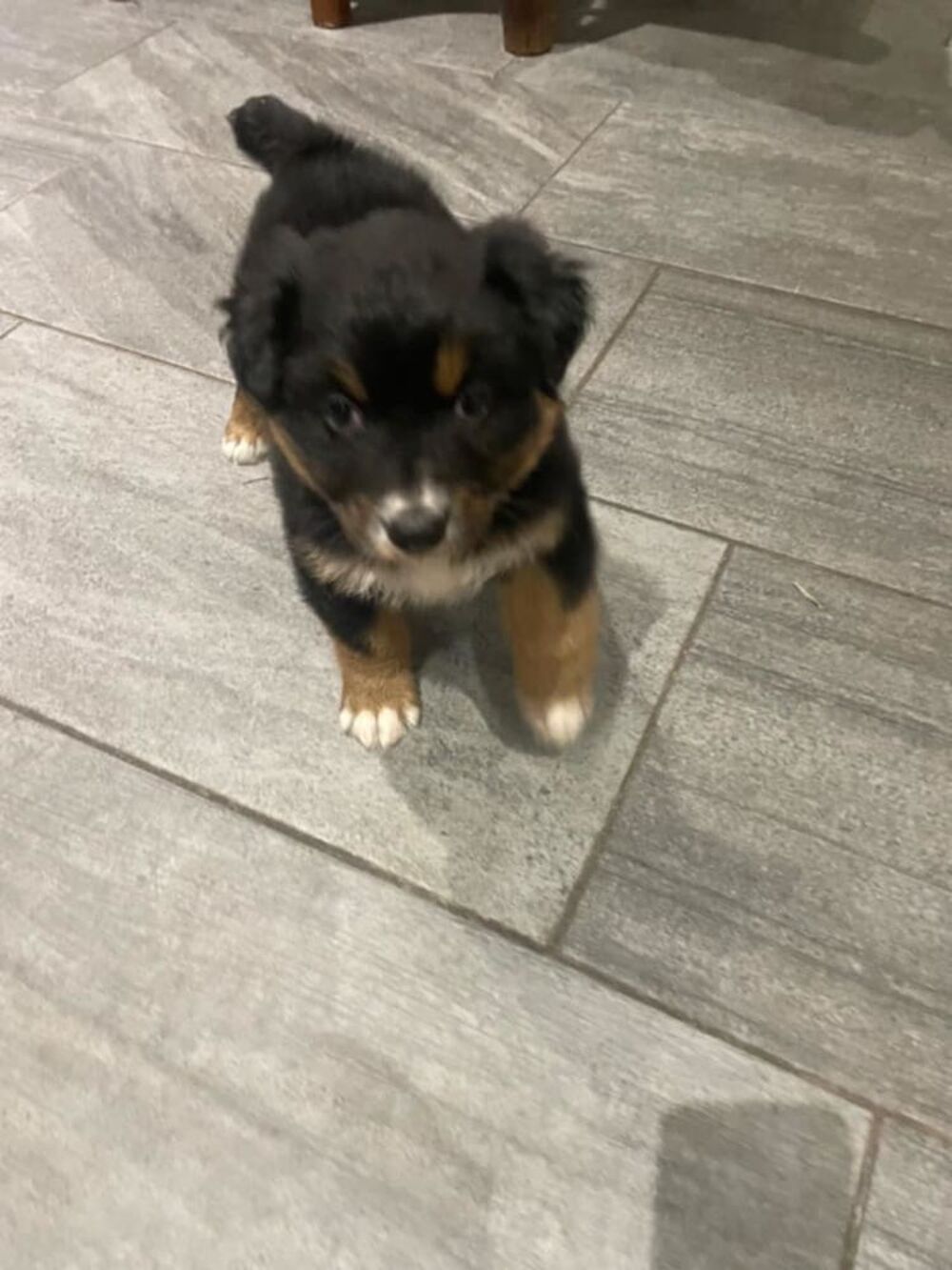   Chiots mle noir tricolore berger australien  