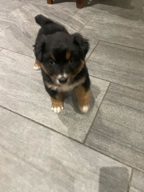 Chiots mâle noir tricolore berger australien 550 22570 Pllauff
