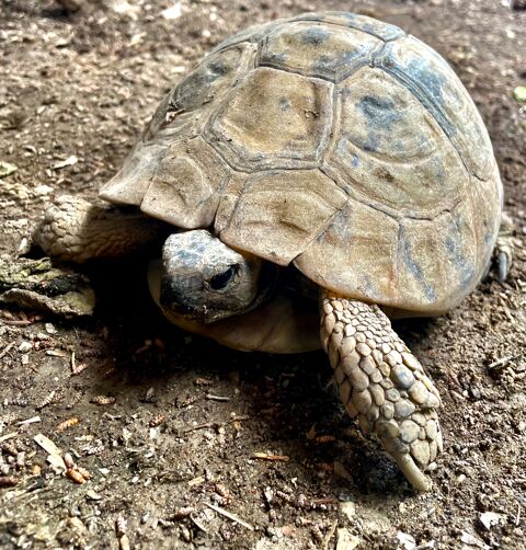 tortue Femelle Graeca 0 84000 Avignon