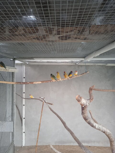 diamant de gould 30 35500 Erbre