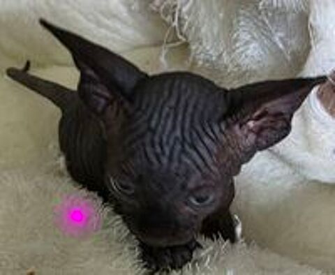  Adorable Chatons sphynx 