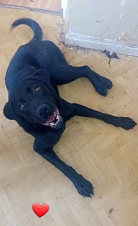 Chien AYKO à l adoption 210 26240 Saint-vallier