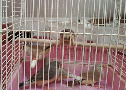 Couple de mandarin 15 77500 Chelles