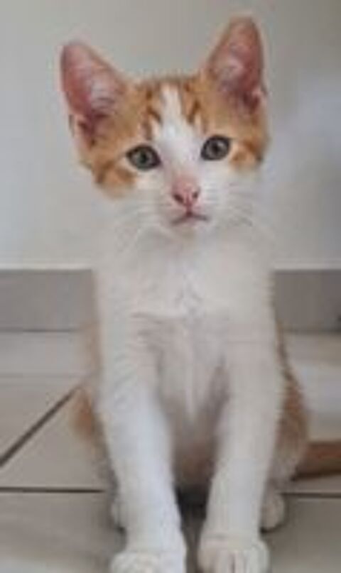   Donne chaton 