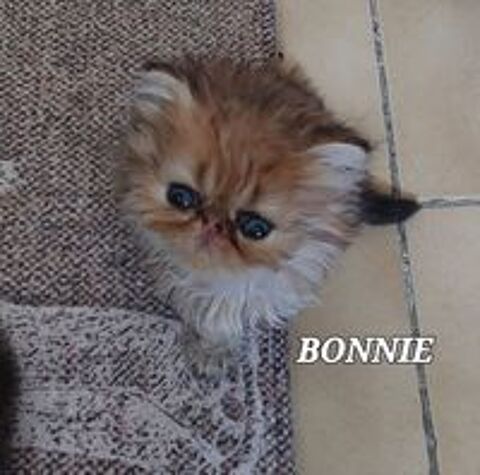   Magnifiques chatons Persans  
