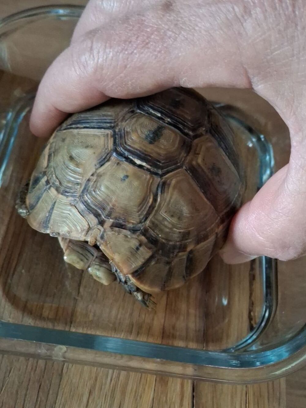   Recherche une tortue terrestre femelle entre 7 et 10 ans. 