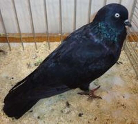  Culbutant de Cologne noir Pigeon apprivois

