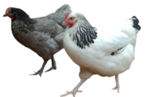   poules pondeuses et naines 