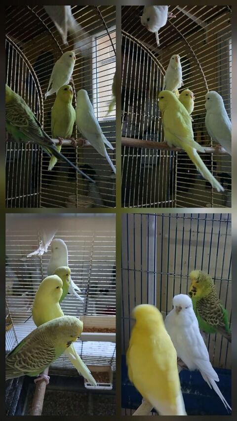 deux couples perruche anglaise posture bagué 2025 35 63190 Lezoux